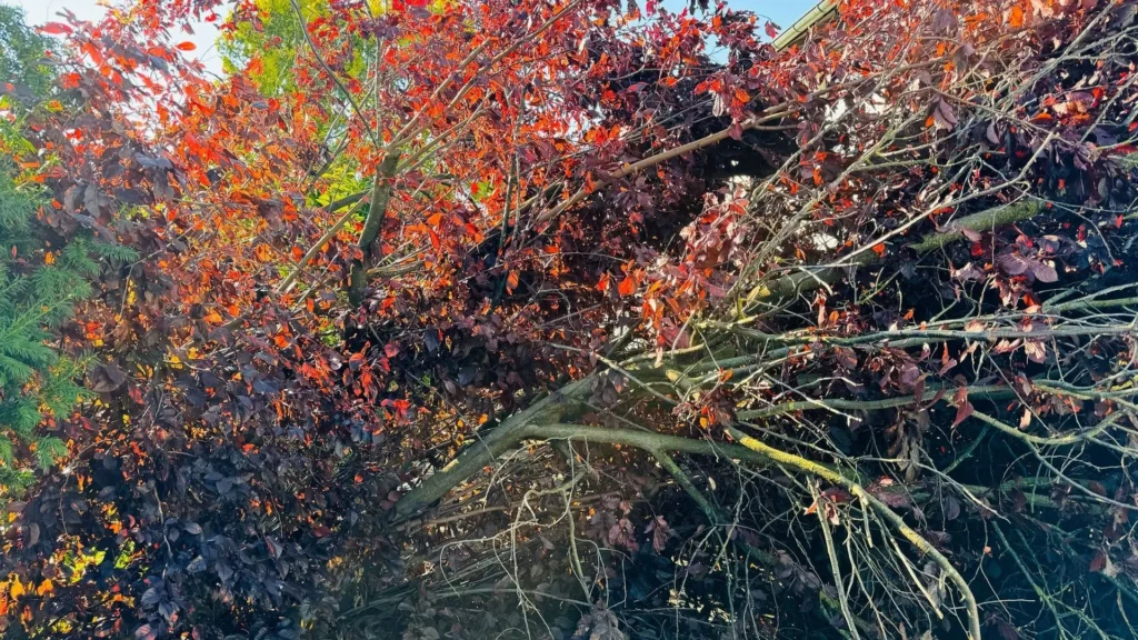 Grüngutentsorgung Regensburg-Melzl Dienstleistungen (3)